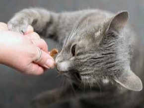 Picture for category Cat Food